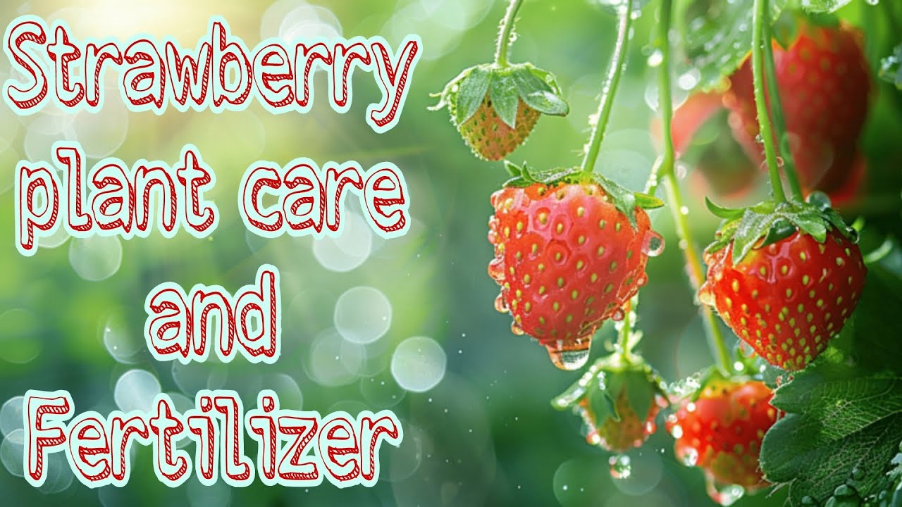 Strawberry plant care and fertilizer for good Harvest #happygardening 