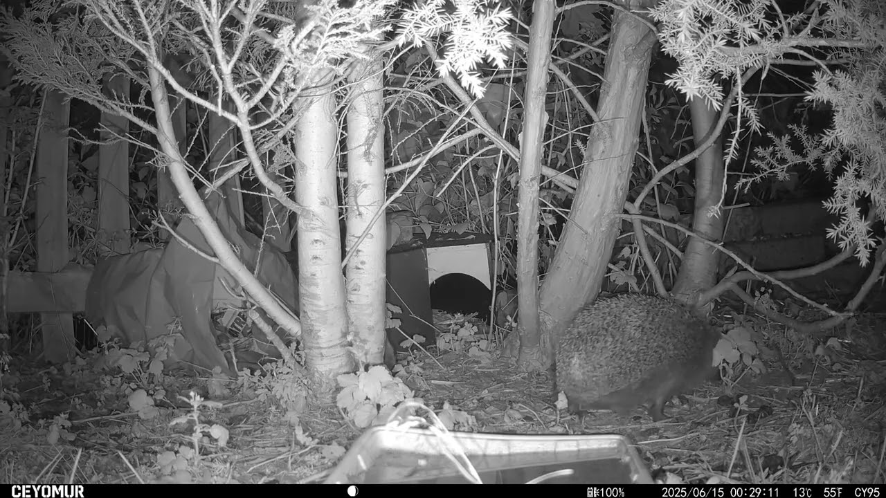 14/06/2025 - Birdies, a couple of hedgehogs and mousey - plus noisy child at the end!