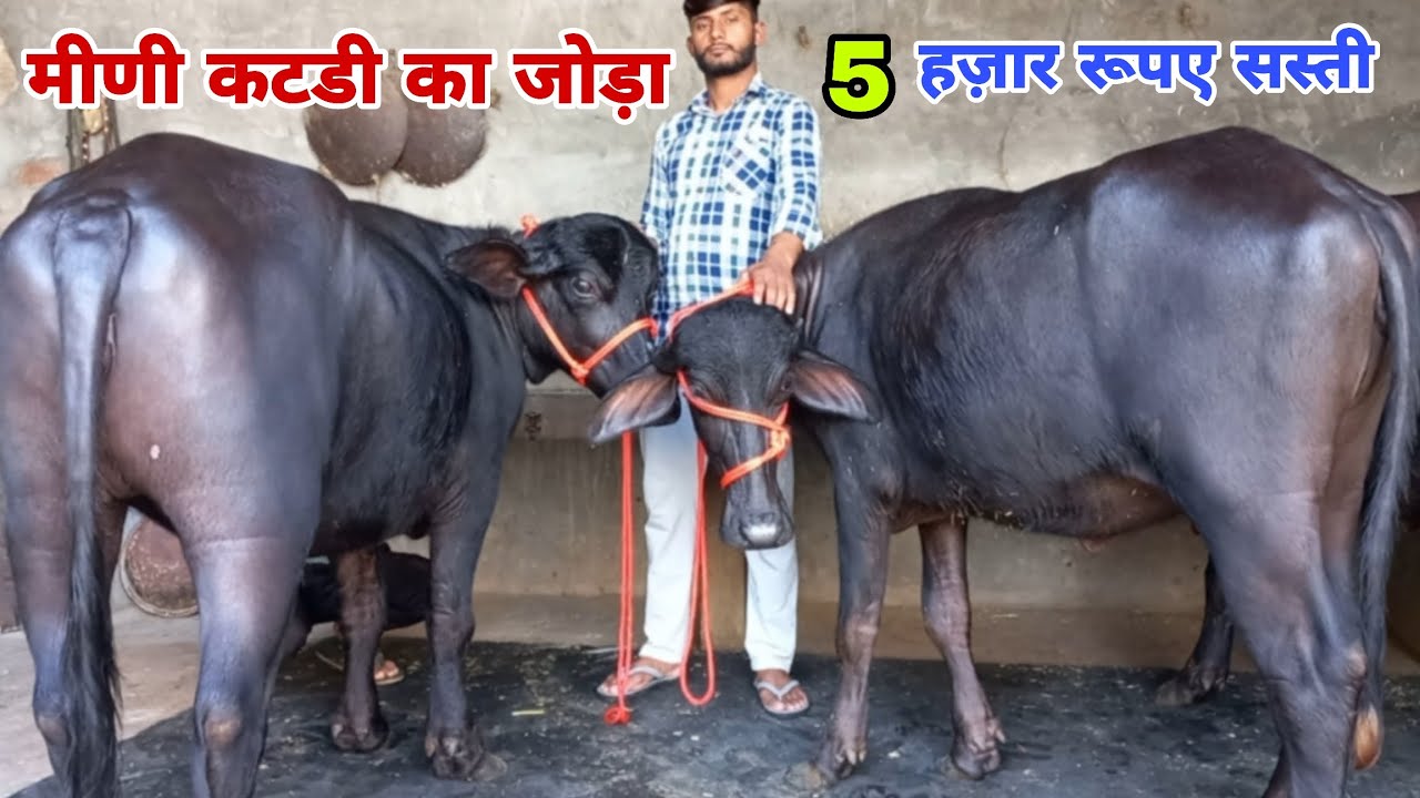 मिणी कटिया का जोड़ा और जोड़ा लेने पर 5 हजार रुपए सस्ती कटडी मिले गई || Deepak Nain Dairy Farm 