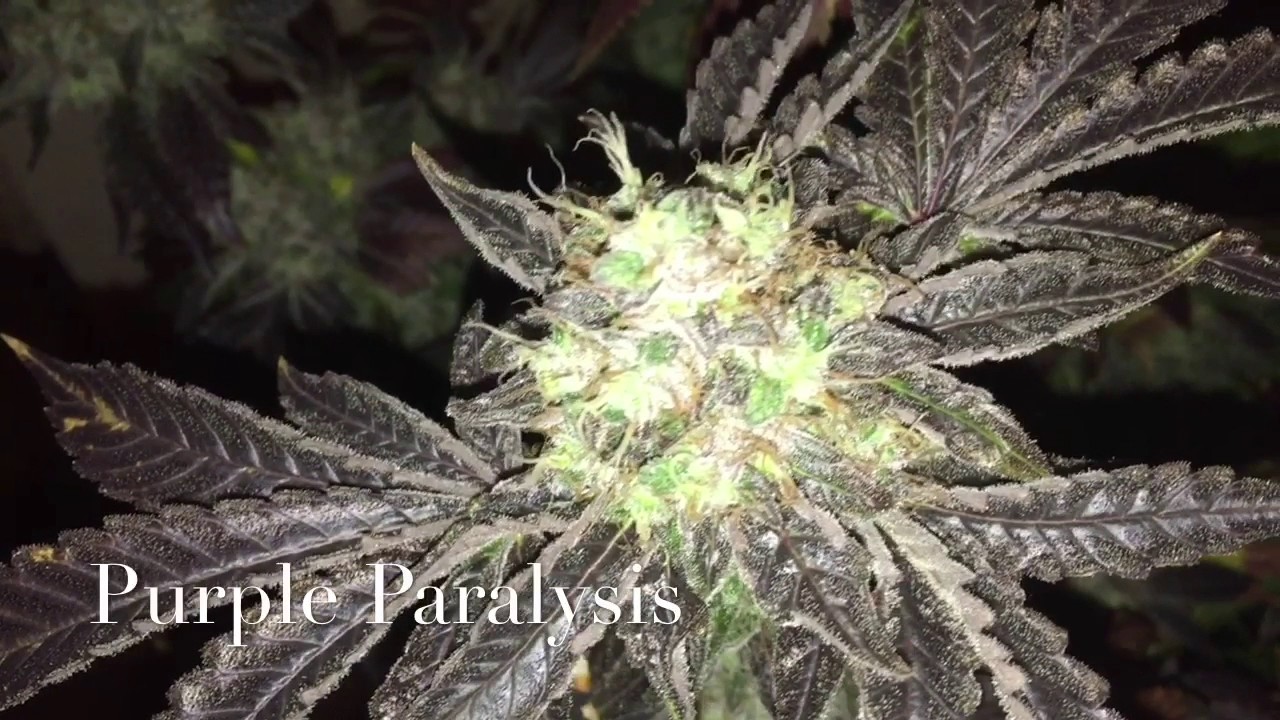 Purple Paralysis