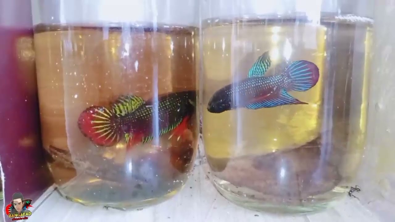 วิธีการเลี้ยงปลากัดป่า ให้มีสีเข้มดำเขียวสวย ทำยังไงไปดูกัน