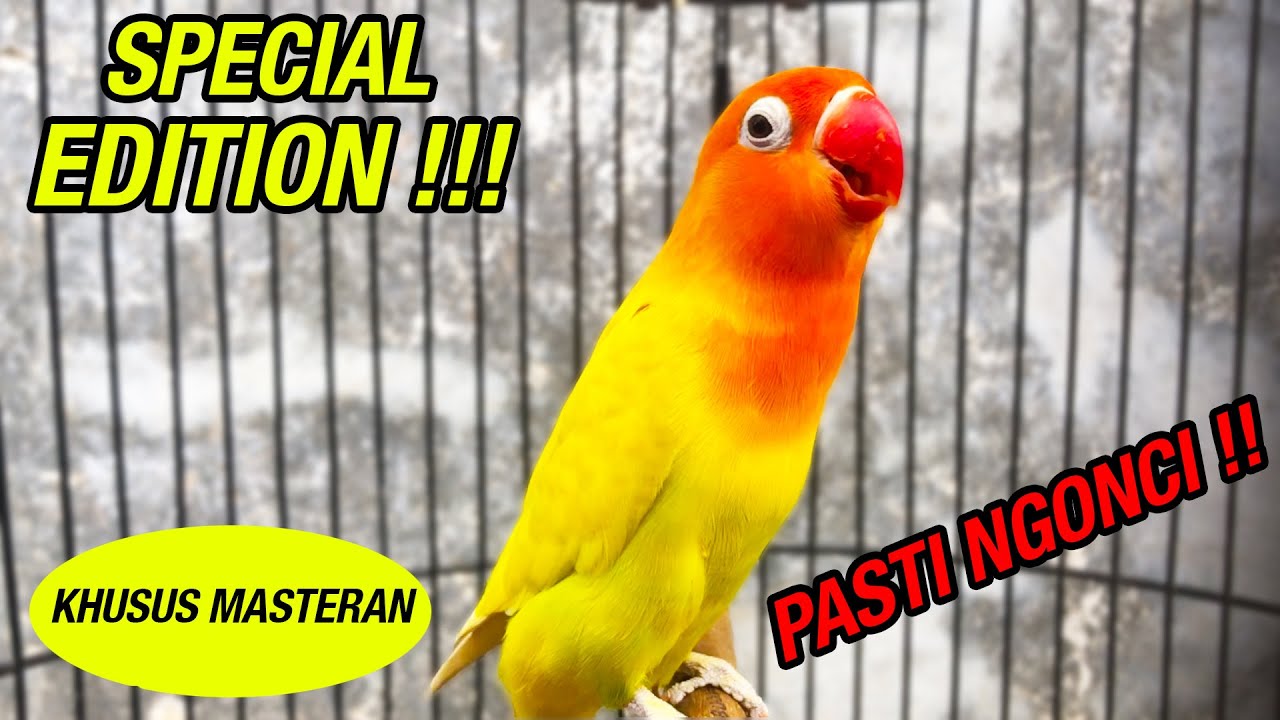 BURUNG LOVE BIRD PASKUN NGETIK NYAMBUNG NGEKEK NONSTOP KHUSUS MASTERAN !!!