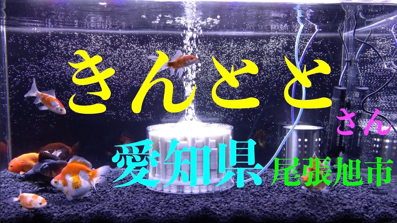 「きんとと」さんで金魚を購入【愛知県】