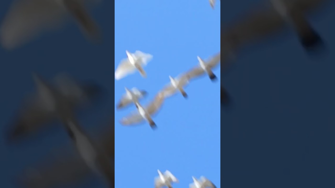 Pigeon hobby
