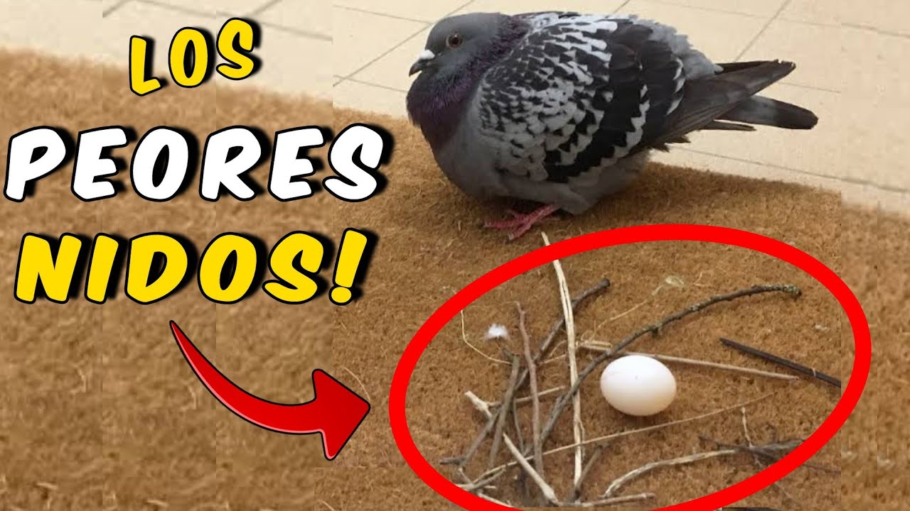 ¡Increible! LOS PEORES NIDOS DE PALOMAS que Jamas Hayas Visto 🤯
