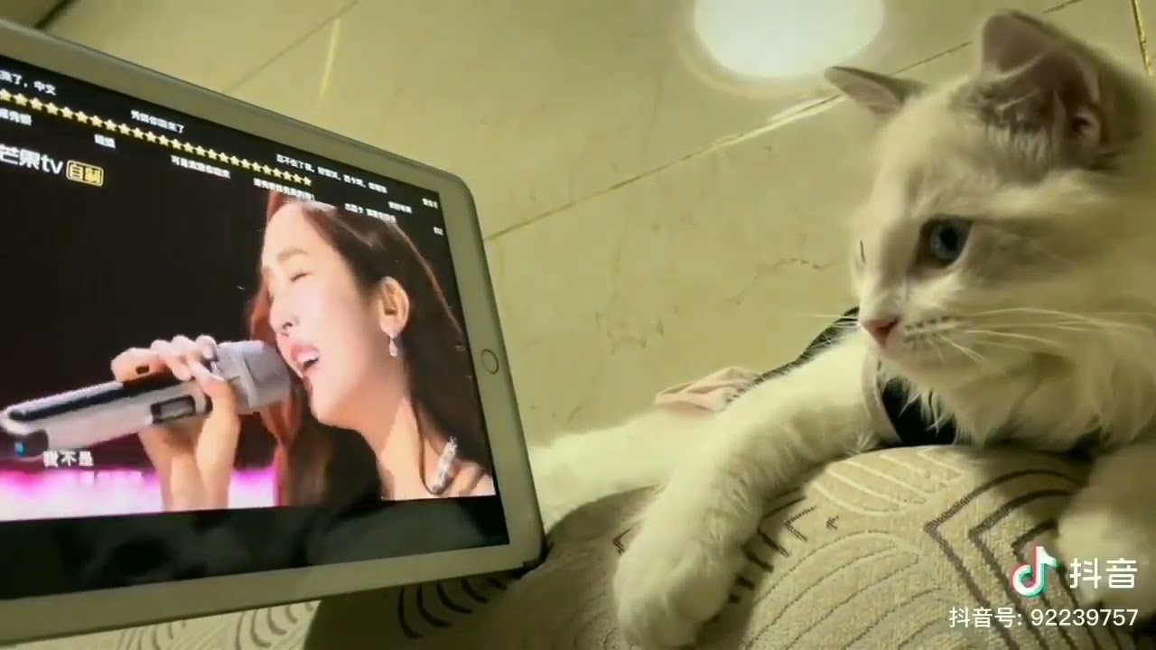 [乘风破浪3 SISTERS WHO MAKE WAVES 3] - Cat watching Jessica Jung first performance😍