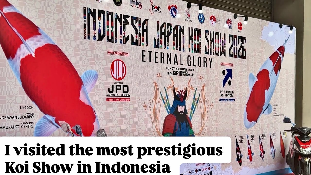 I visited one of the most prestigious koi show in Indonesia, Indonesia Japan Koi Show 2026 #ijks