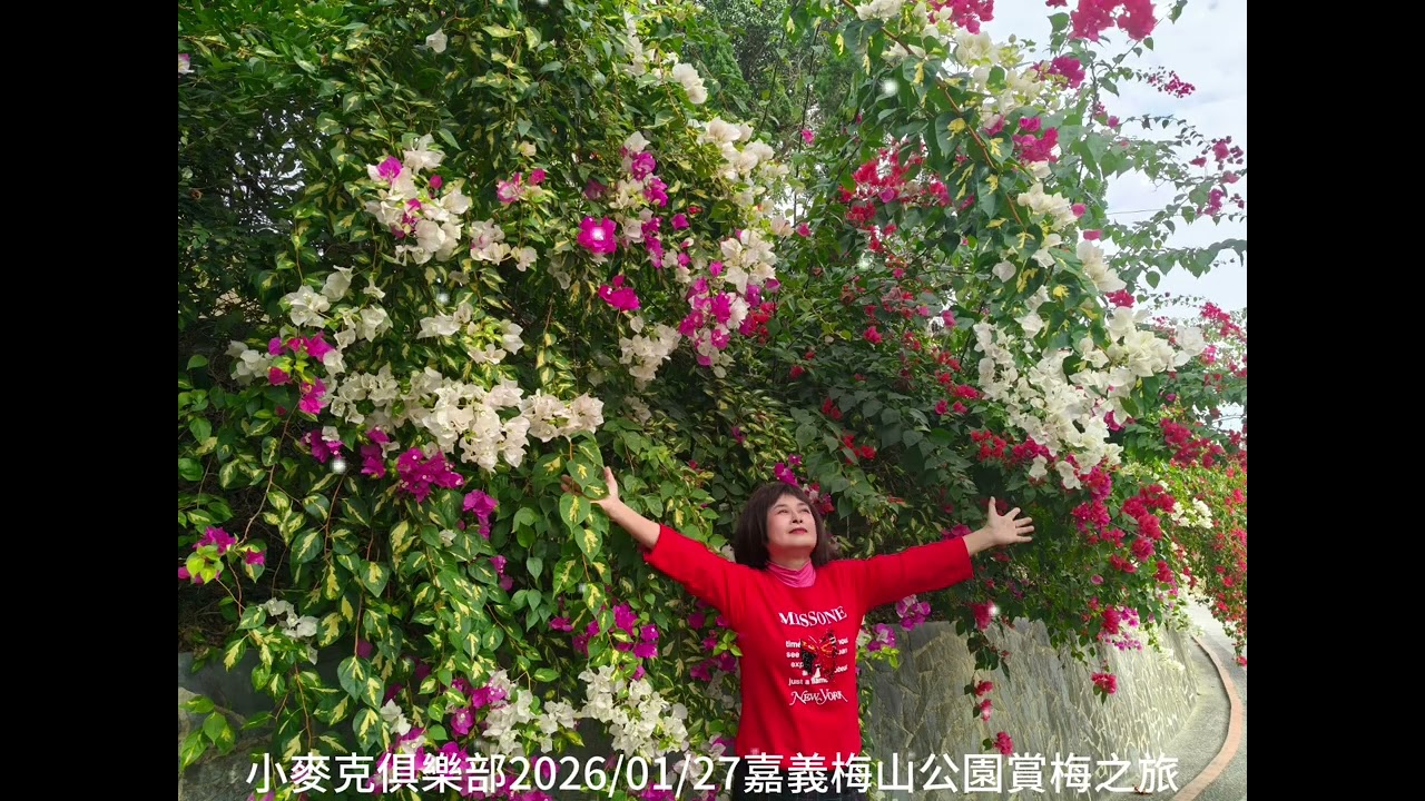 嘉義梅山公園花海2026/01/27💃小麥克#旅遊#花海#分享#點讚👍
