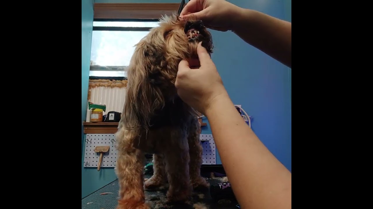 Yorkie groom