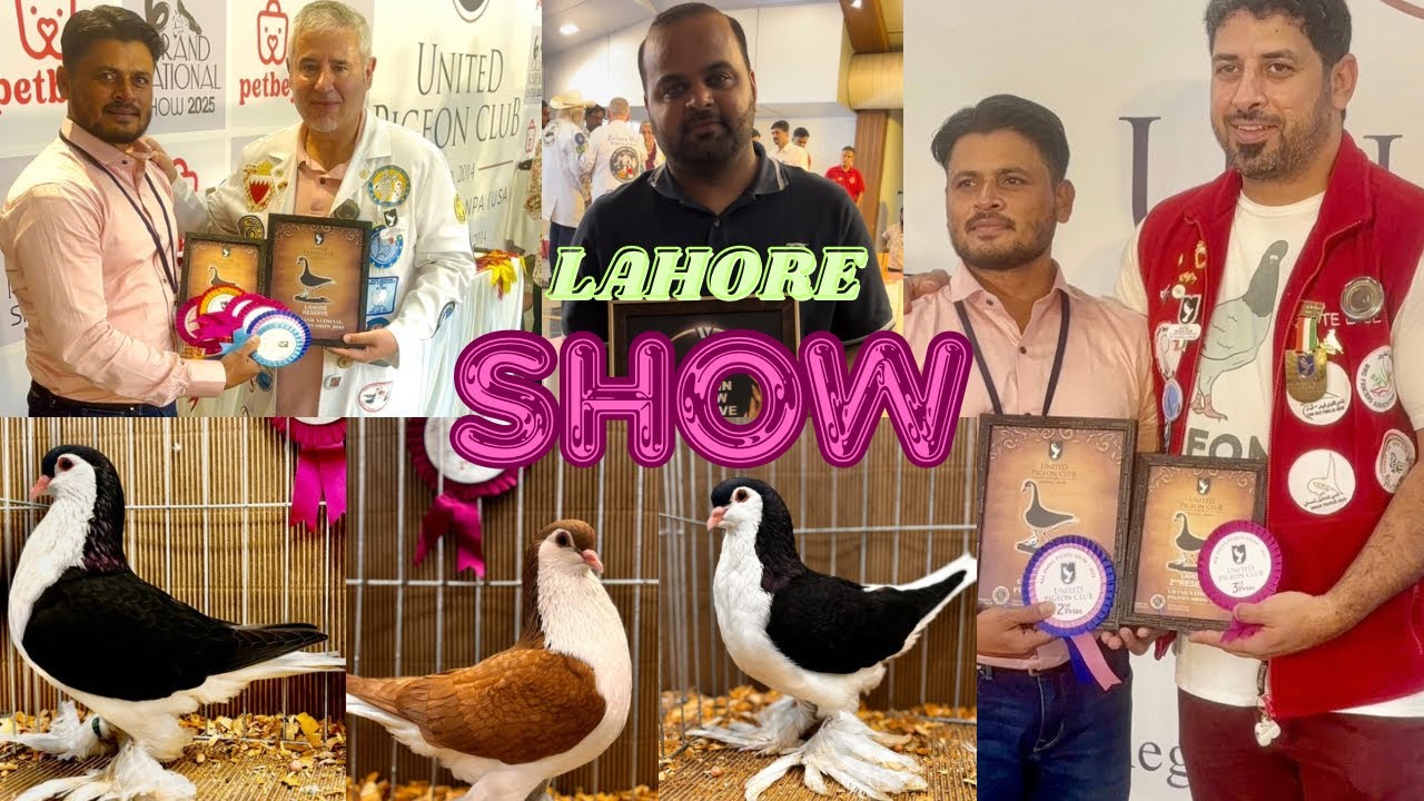 Lahore Pigeon Show UPCJanuary 2025