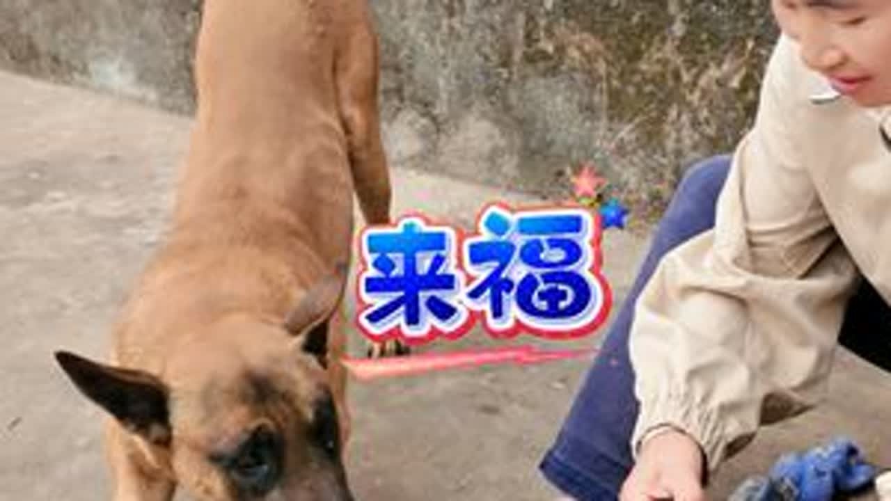 出门积极回家也积极的来福...养马犬的乐趣 ...记录花孃孃的农村生活#新农人计划2026 #乡村守护人 #我的乡村生活 #记录我的农村生活 #马犬魅力