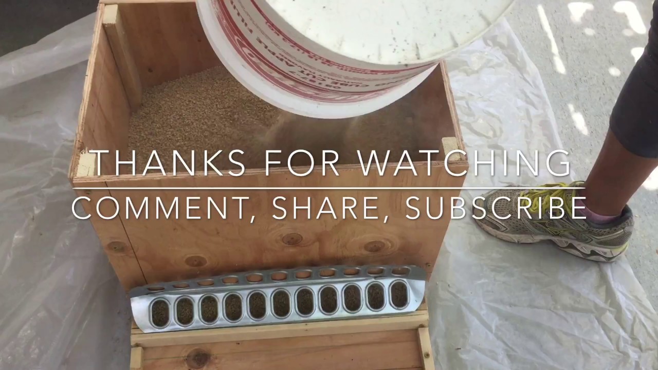 How to Make a No Waste Automatic Quail Feeder 3.0 Feed for 1 Month