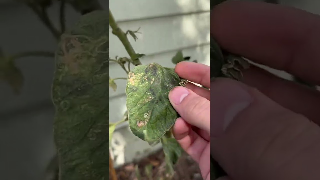 Caterpillar:Hornworm Hunting Tips
