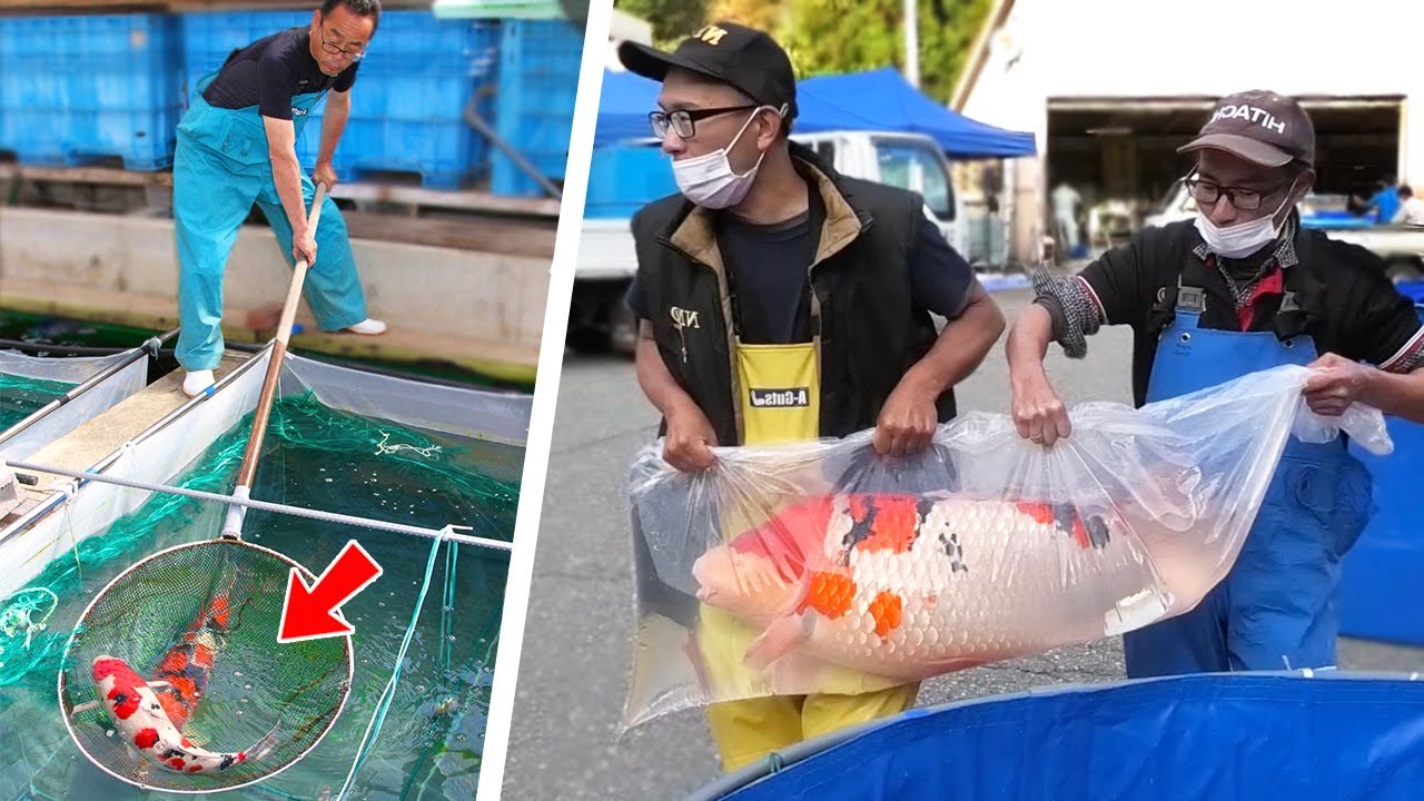 A day in the life of a Japanese Koi breeder. *Winning* a Koi Show