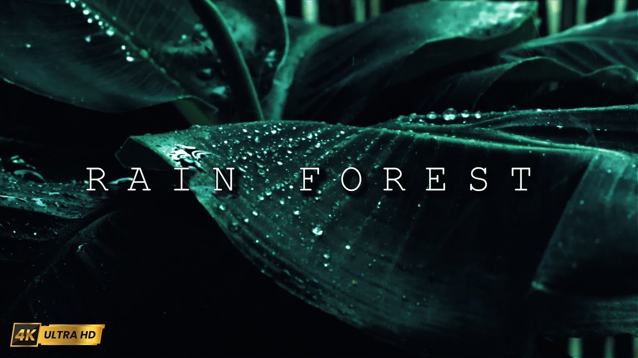 Rain Forest Cinematic 4K