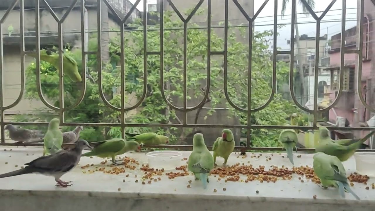 বিকেলের সুন্দর একটি ভিডিও।