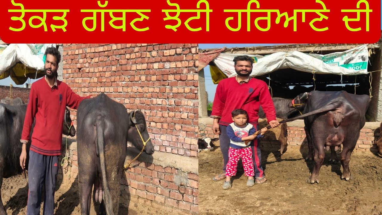 ਫ਼ੋਨ 84374-22925 ਤੋਕੜ ਗੱਬਣ ਤੇ ਤਾਜੀਆਂ ਸੂਈਆਂ ਝੋਟੀਆਂ ਬਿਲਕੁੱਲ ਜਾਇਜ਼ ਰੇਟ ਵਿੱਚ ਲੁੱਟ ਲਓ ਮੇਲਾ 