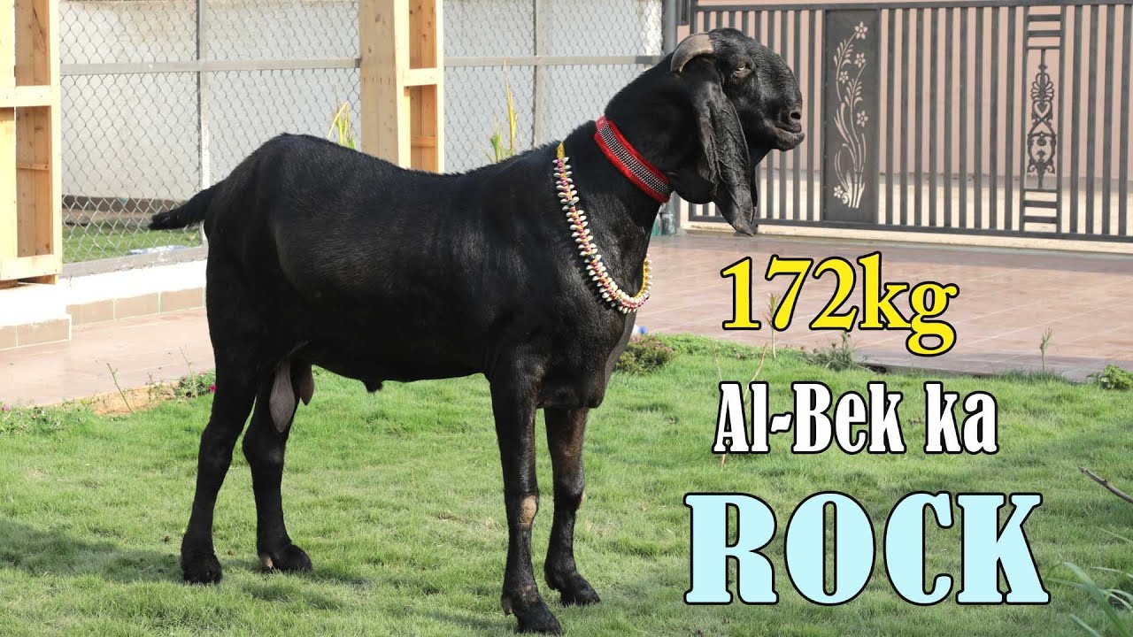 Al Bek ka ROCK 172kg