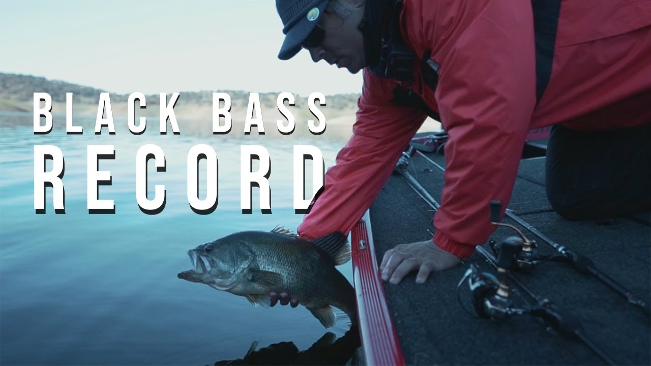 BASSES EN LA SOMBRA - Embalse de la  Fernandina