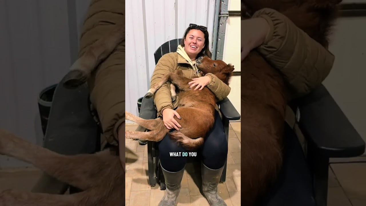 Glenn therapy heals all 🩺🥺🐴#Minihorse #pony #minipony