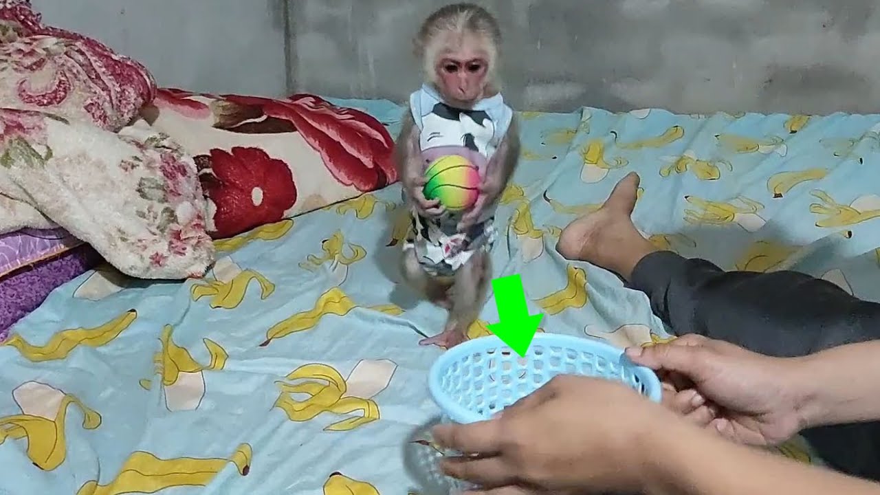 Super smart Bob monkey plays throwing the ball in the basket