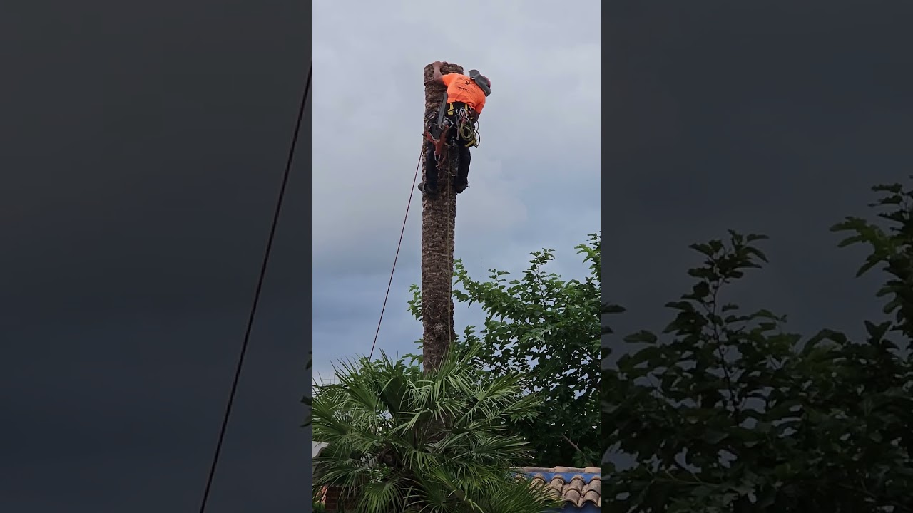 C&oacute;mo se corta una palmera enferma