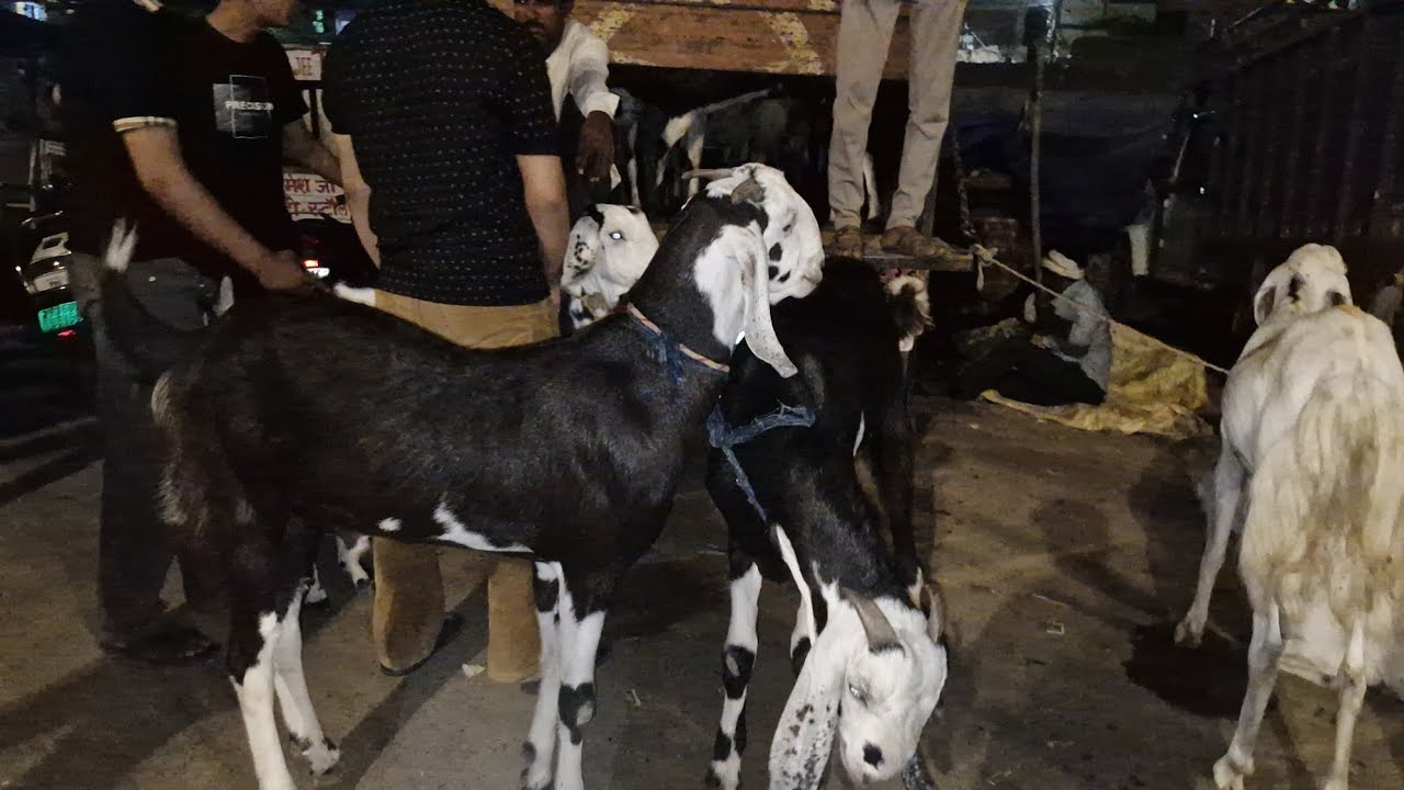 Bakro ki price jankar hojayenge aap hairan Jaipur eidgah bakra MANDI 