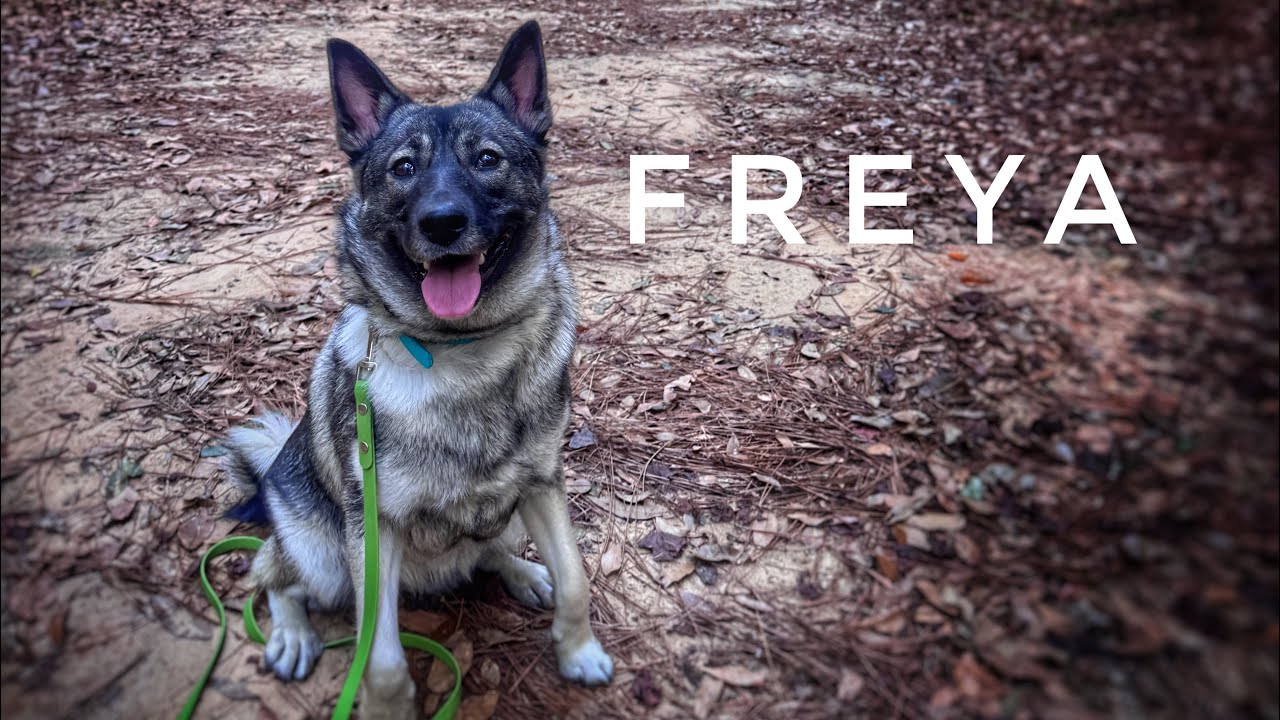1yo Norwegian Elkhound (Freya) | 2 Week Board and Train | Best Dog Trainers in Florida 
