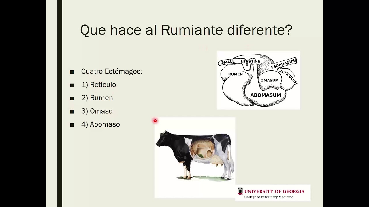 Curso Básico  Nutrición en Rumiantes MULTIMIN