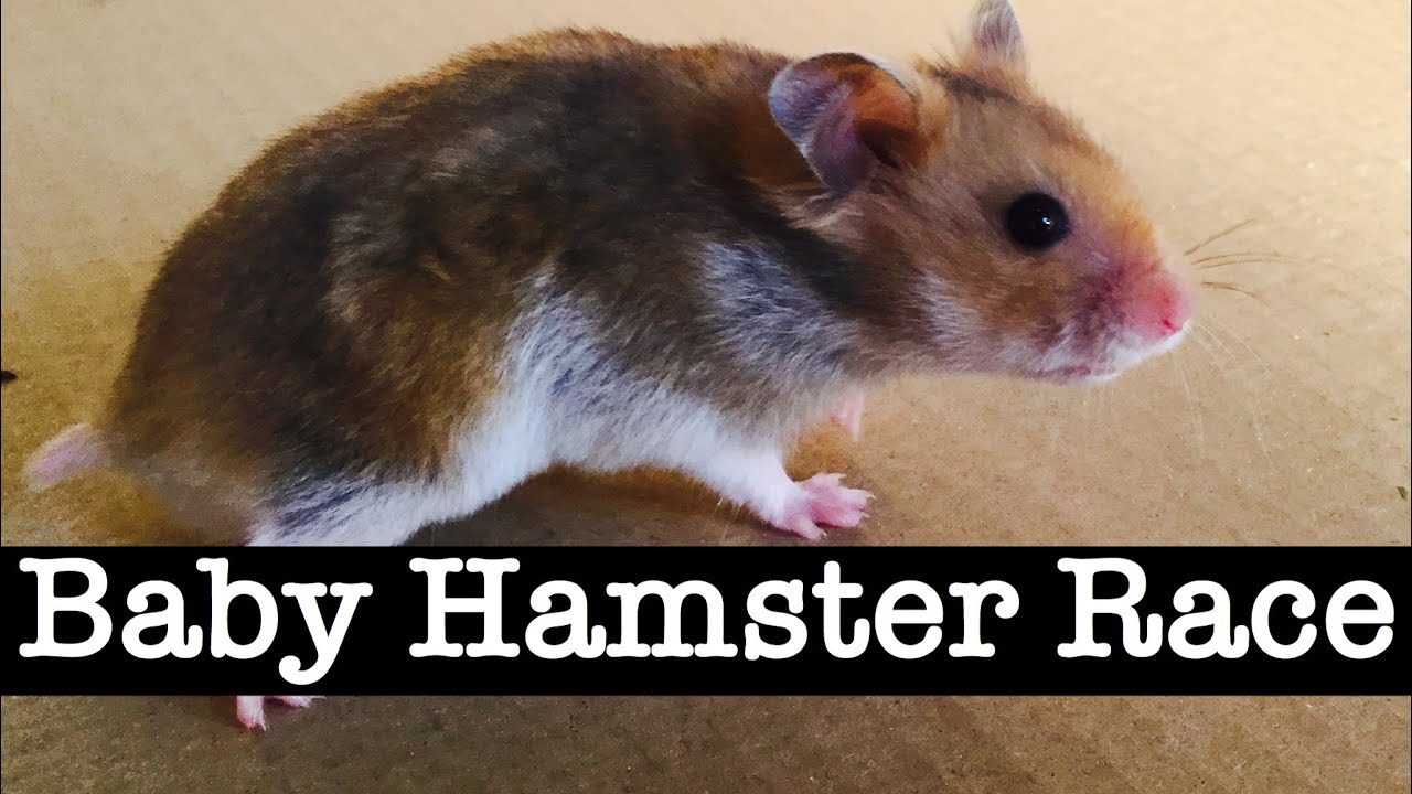 Baby Hamster Maze Race Tournament #4 | quarterfinals | Baby Hamster Race