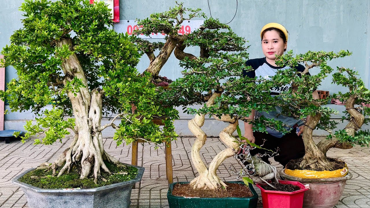 Sam Song Thụ, Mai Da Đen, Nguyệt Quế, Lộc Vàng & cây ăn trái (giao lưu 16/3) Thúy An