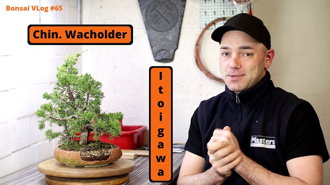 Ich zeige euch meinen Chin. Wacholder Itoigawa (Juniperus chinensis Itoigawa) | Bonsai VLog #65