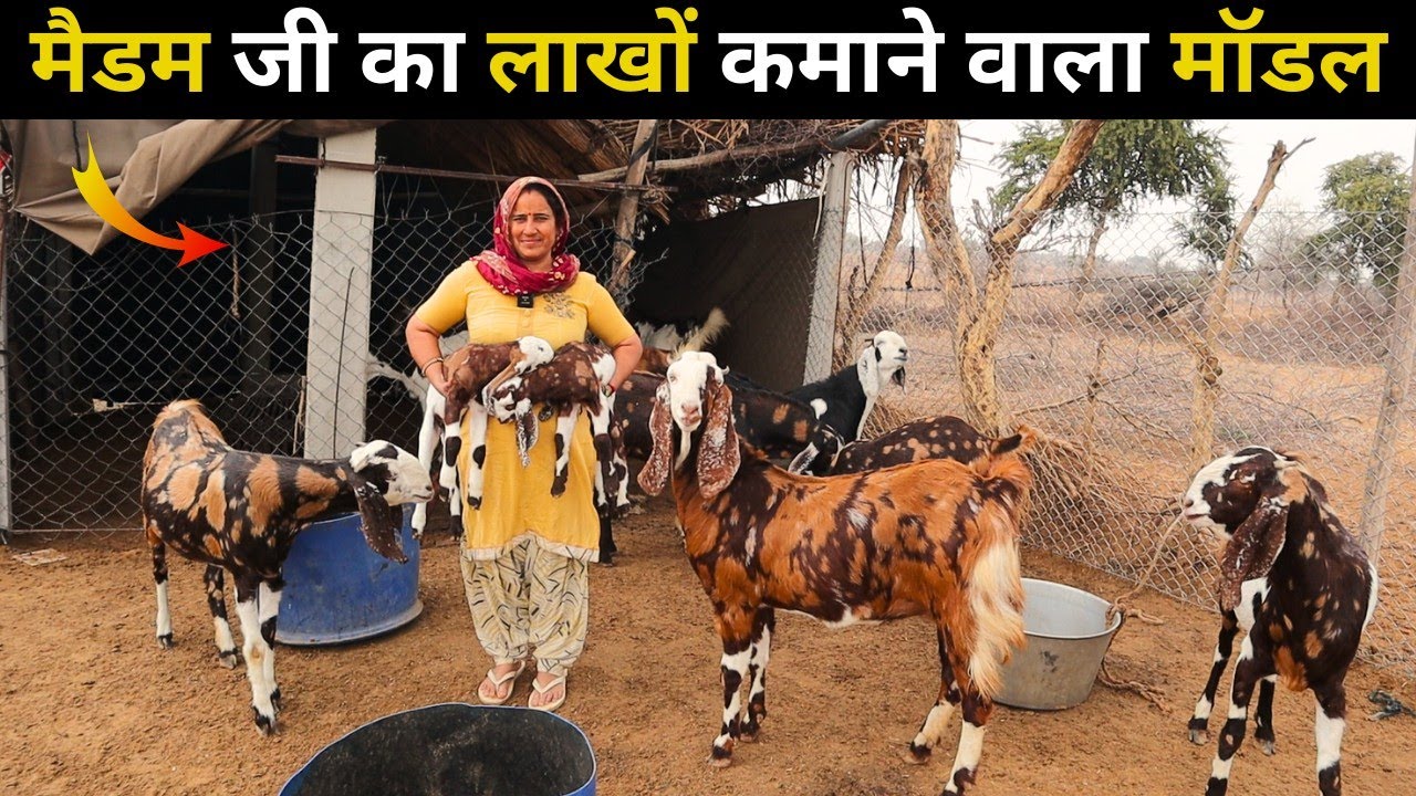 मैडम जी का लाखों कमाने वाला मॉडल | Goat farming business| Goat farm| Harish Yadav