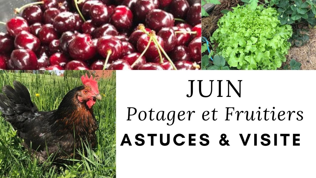 🍒 JUIN au Jardin - Potager et Fruitier
