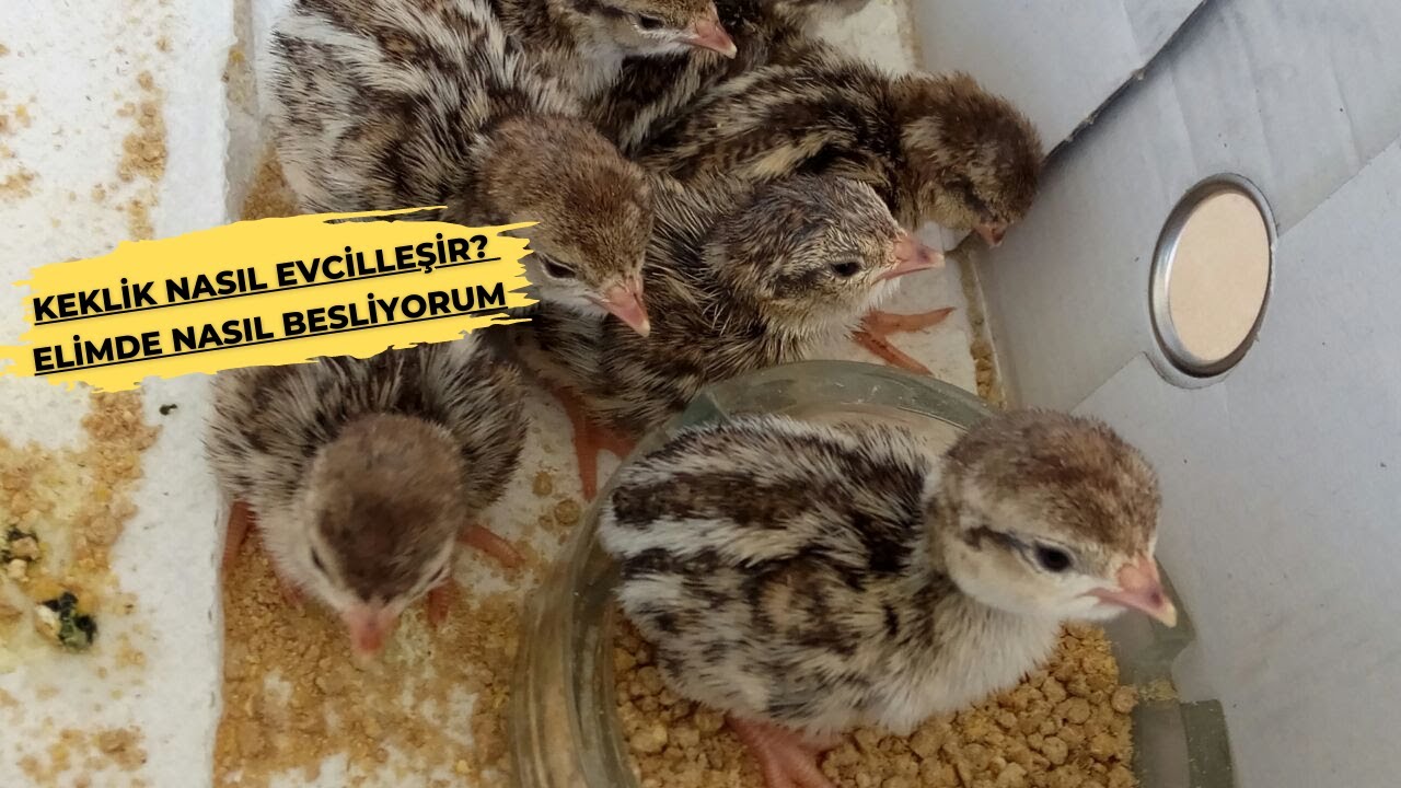 Keklik Nasıl Evcilleştirilir | Yavru Keklik Evcilleştirme | Yavru Keklik Bakımı #keklik