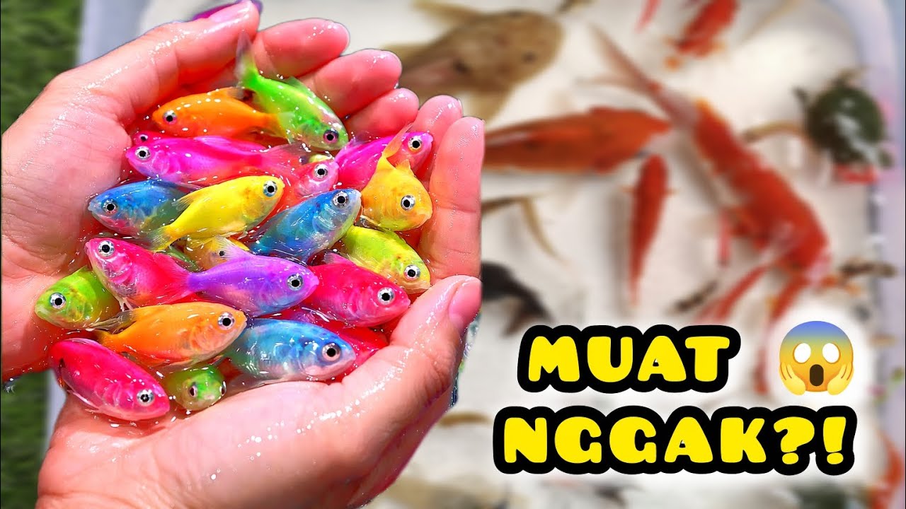 Campur Semua Ikan Warna-Warni, Koi, Koki+ Baby Turtle ke Kolam Putih Kecil! Muat Nggak?! 😱