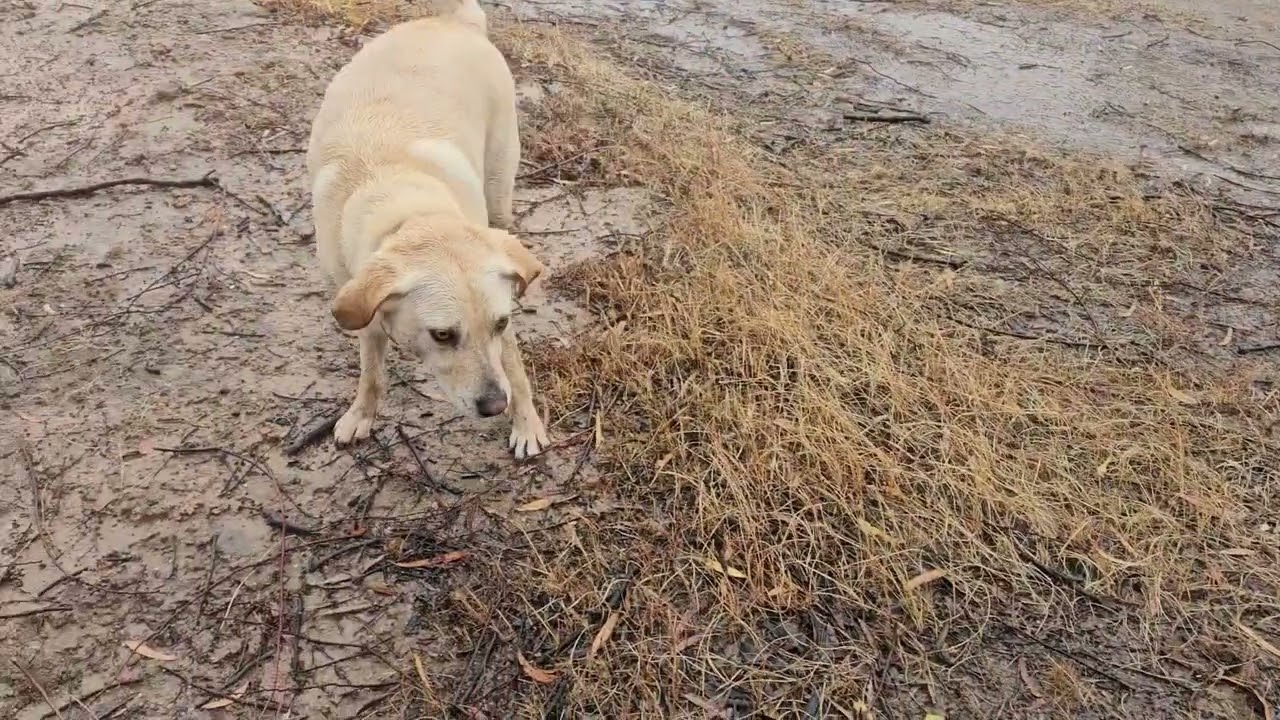Mawson rain November 24