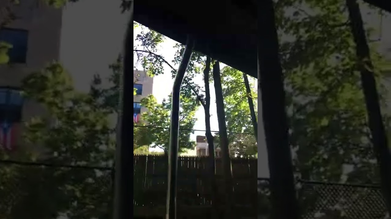 bronxzoo#viral #youtubevideo #shortsfeed #zoom#animals #bangladesh#nyc #usa