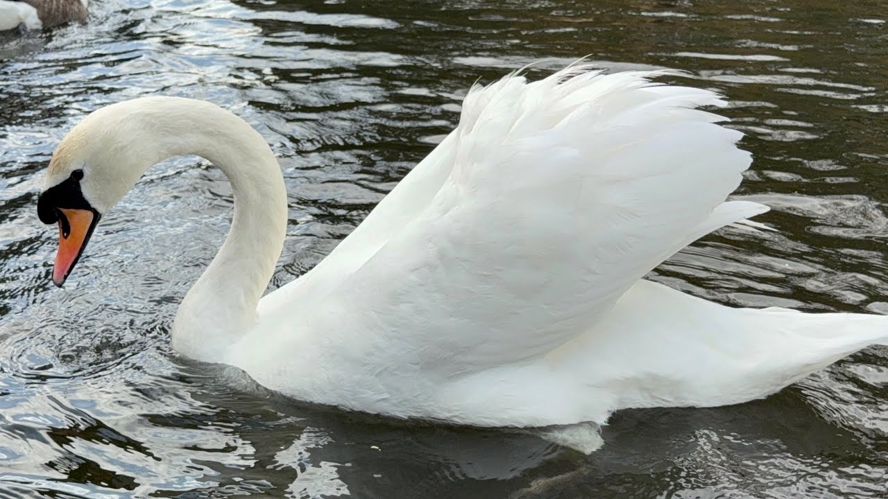 Geese Pair & Swan Pair (Hugo & Princess) Having Their Seeds/Grains. 27 Feb, 2026. 