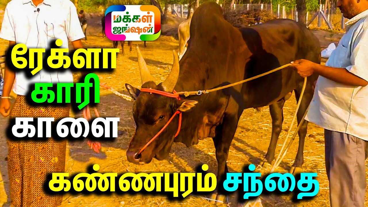 கண்ணபுரம் சந்தையில் ஜோடி காளை ஒரு லட்சம் , Kannapuram Santhai , ரேக்ளா காரி காளை 2 லட்சம்
