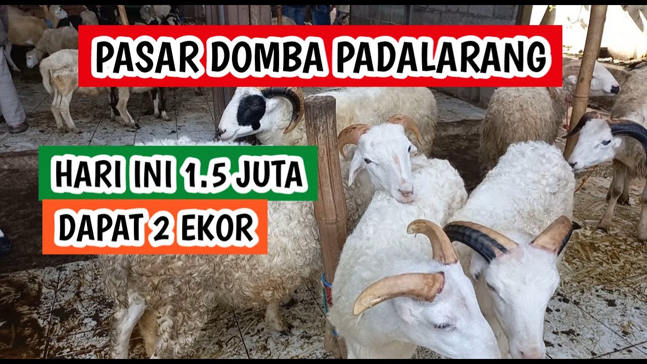 hari ini 1.5 juta dapat 2 ekor, update harga domba garut dan domba priangan (030226)
