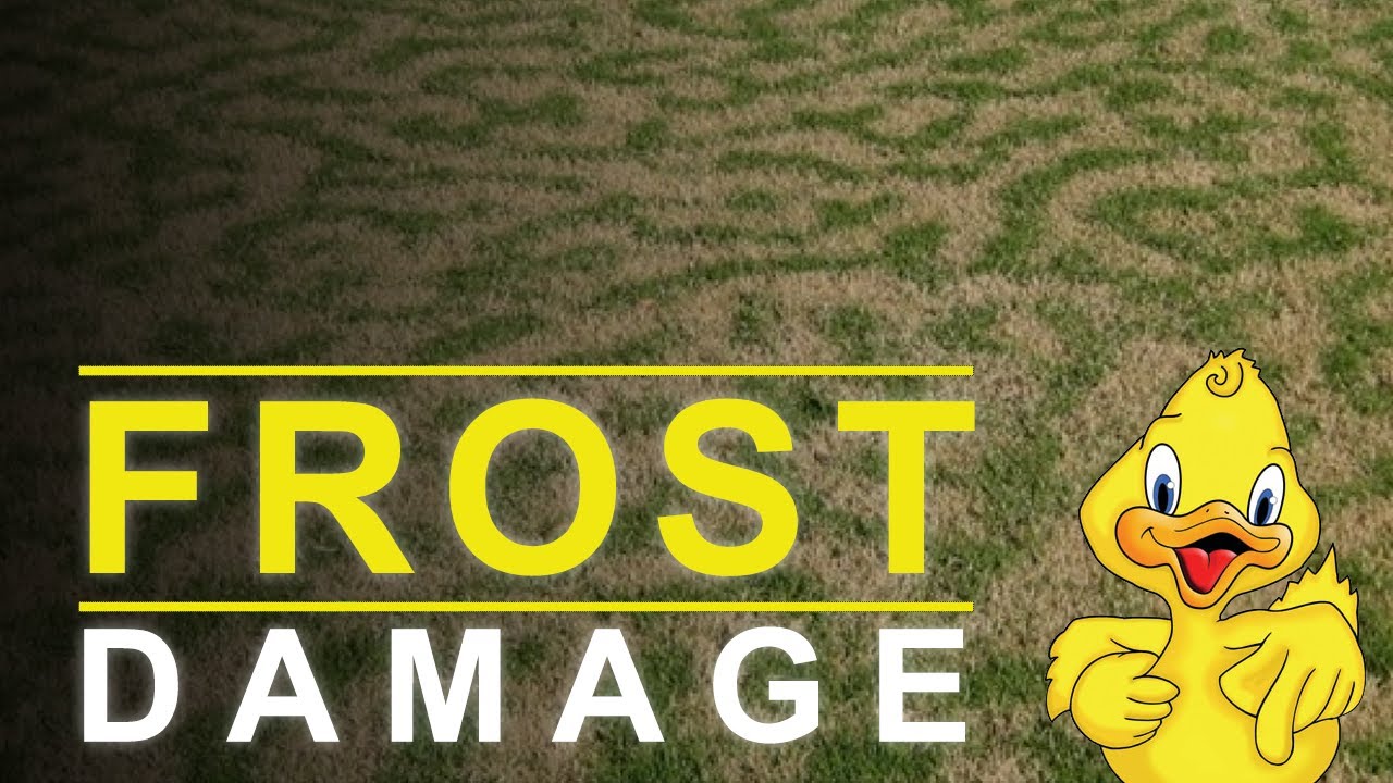 Frost Damage - Drake Lawn and Pest Control