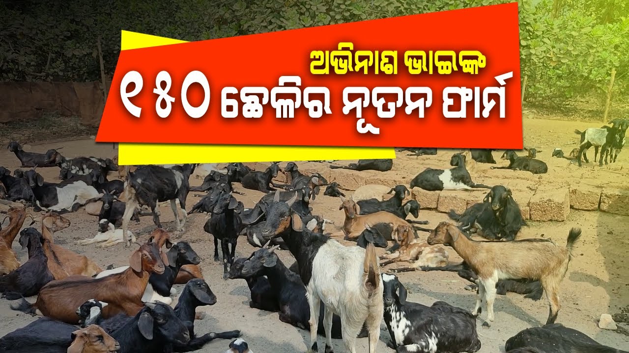 ୧୫୦ ଛେଳିରୁ ଆରମ୍ଭ କଲେ ନୂତନ ଛେଳି ଫାର୍ମ || Goat Farm in Odisha || Start Desi Variety Goat farm.
