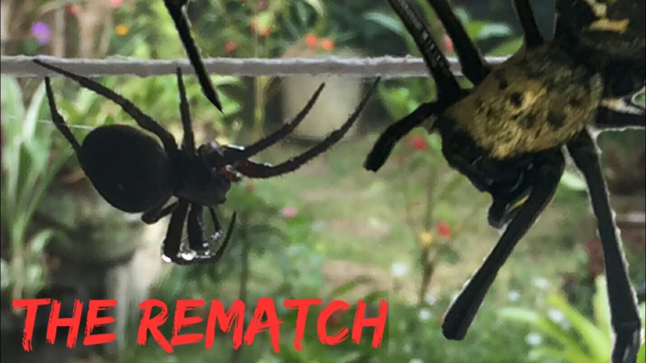 Australian Golden Orb Weaver And Samon Part 2 The Bravest