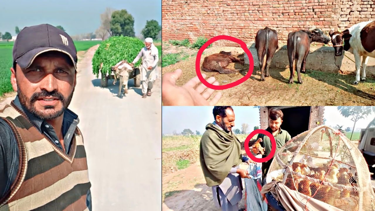 Hamare 1 Janwar Ko Kya Ho Gaya 😔 | Lovely Hen Baby Chicks 🥰 Ch Saddam ishaq 