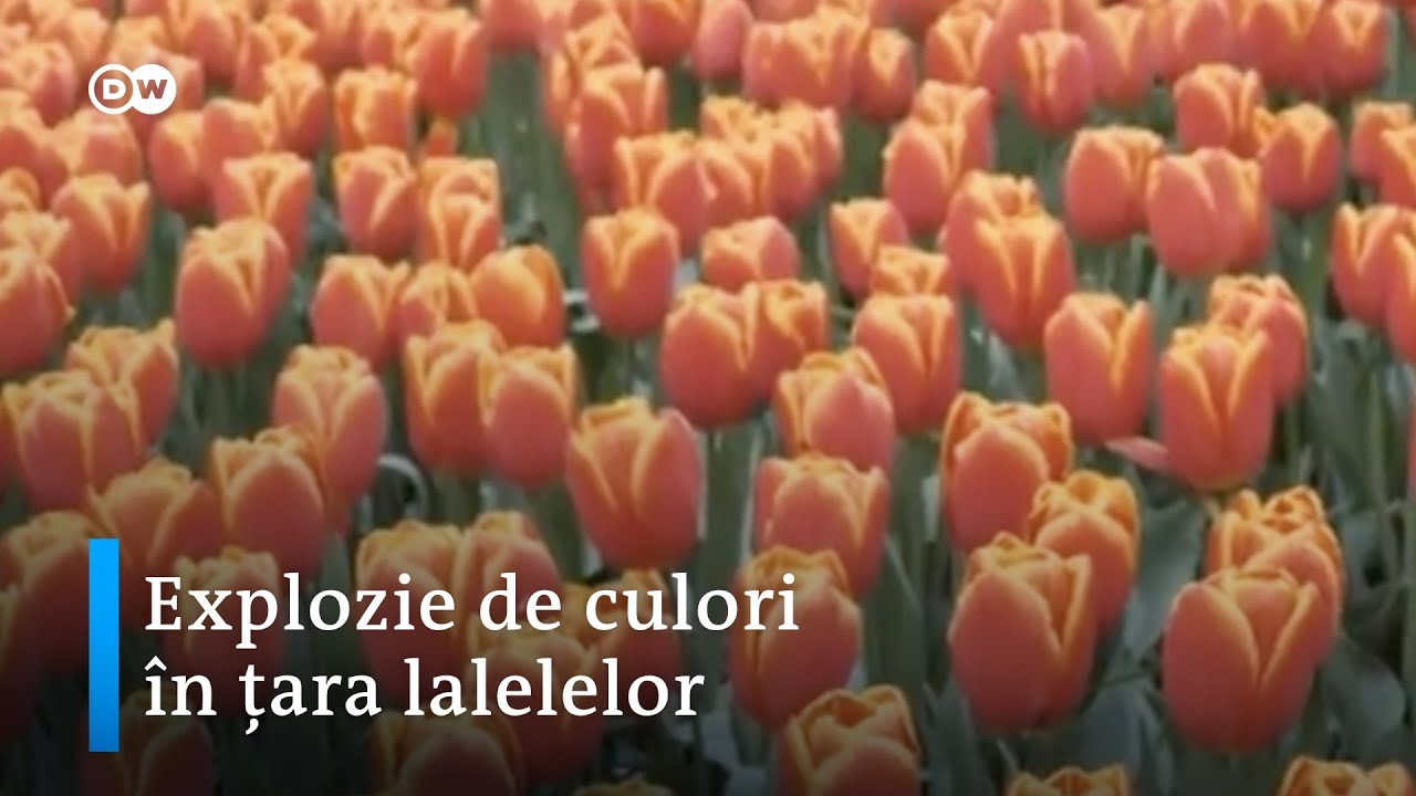 Explozie de culori în Țara Lalelelor