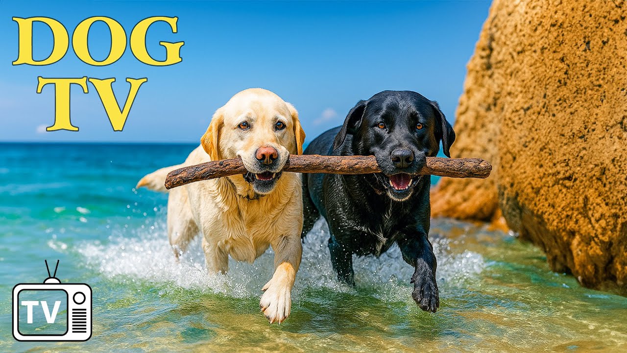 Dog TV: Anti-Anxiety Music for Dogs Home Alone - Calming Videos to Stop Boredom for Dog All Day