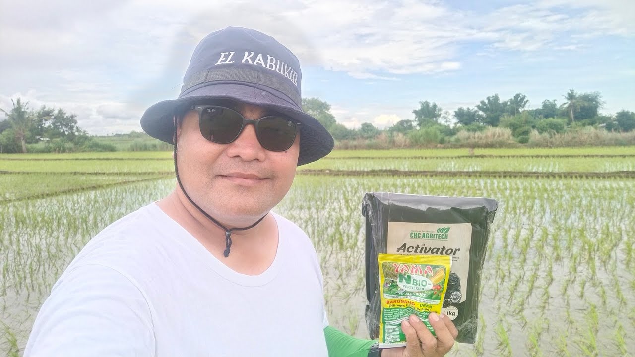 Bukid ni Tay Molo ginamitan ng Activator at Yama N-bio fertilizer maganda ang resulta! | EL KABUKID