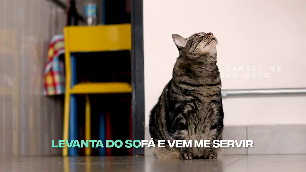 Shallow meow - paródia oficial