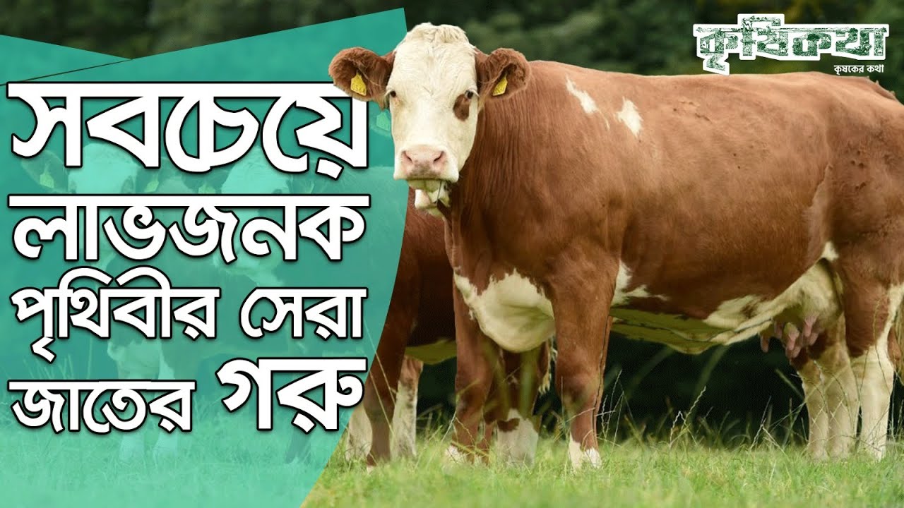 সবচেয়ে লাভজনক পৃথিবীর সেরা জাতের গরু ফ্লেকভি । The Ultimate Dairy and Beef Cattle । Fleckvieh Cows